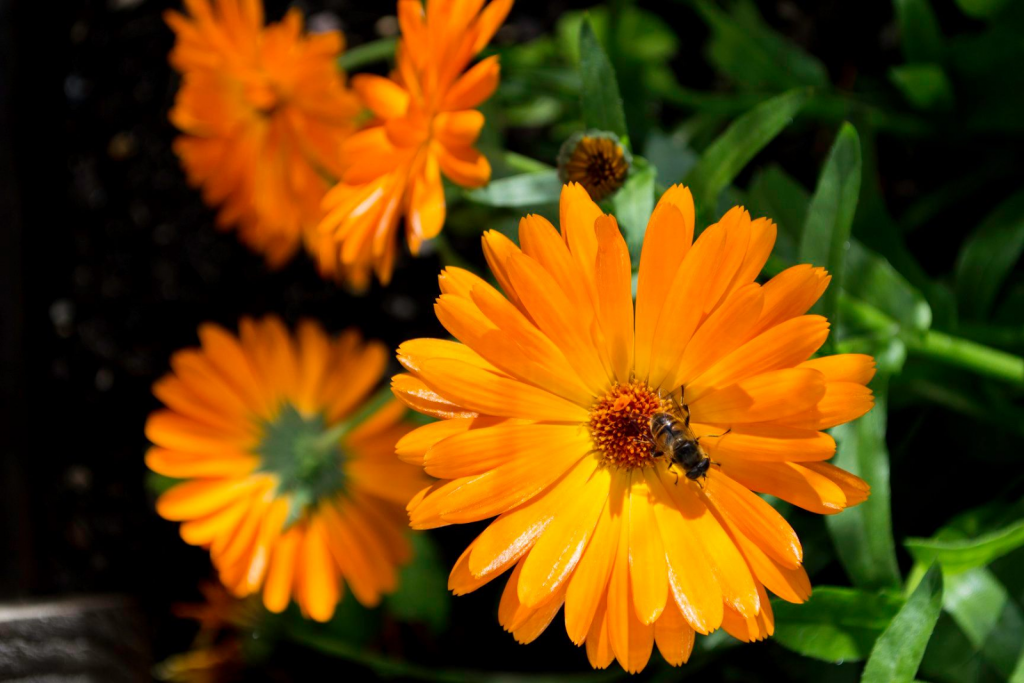 Photo: Flowers and bees in Pelguaed (Author: Martin Pennast)