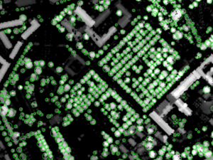 Delineated tree crowns on object elevation raster (2 m).